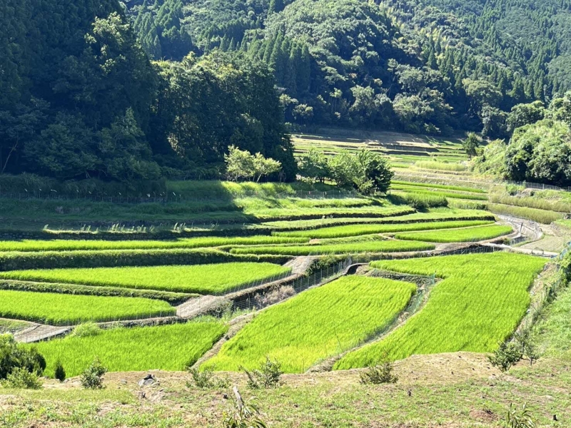 田植え後の安平区のたんぼ