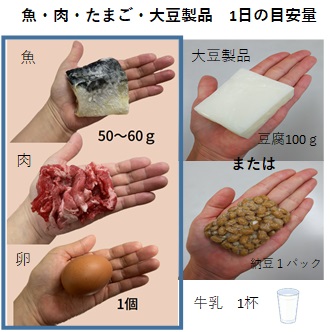 たんぱく質の量