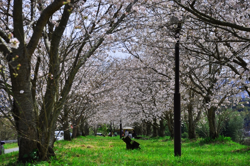 津志田の桜並木