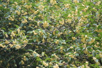 「麻生原のキンモクセイ」の花 の写真